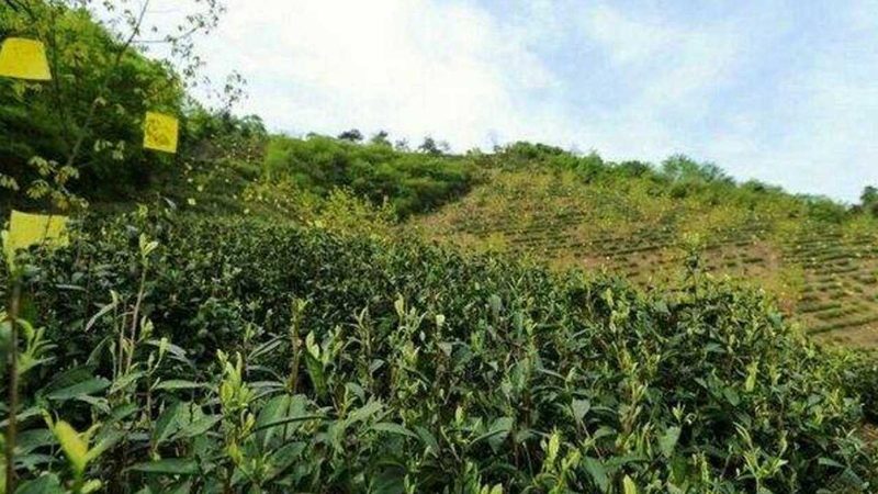 种植技术书籍：标准规范，您的参考指南**