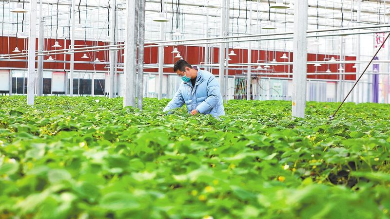 生鲜电商代运营：收费标准背后的行业逻辑