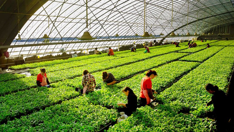 种植合作社的经营范围解析：从多元化服务到精细化运营