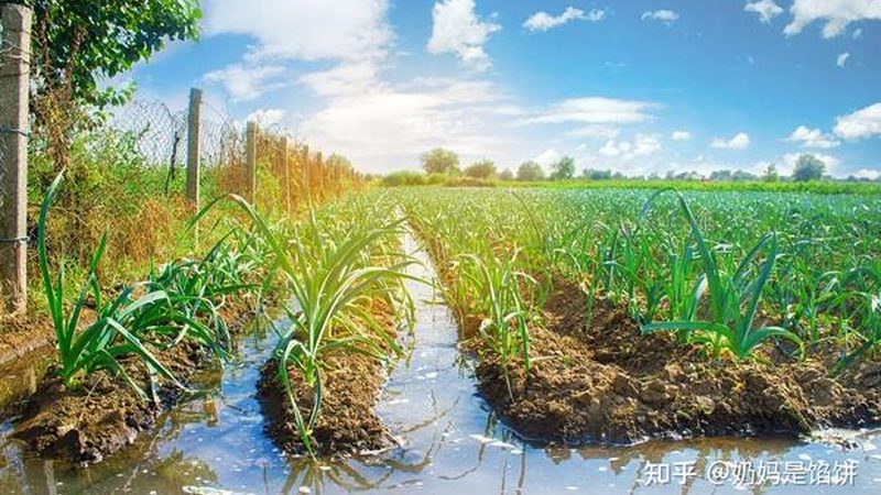尿素施肥后多久见效？科学施肥方法解析**