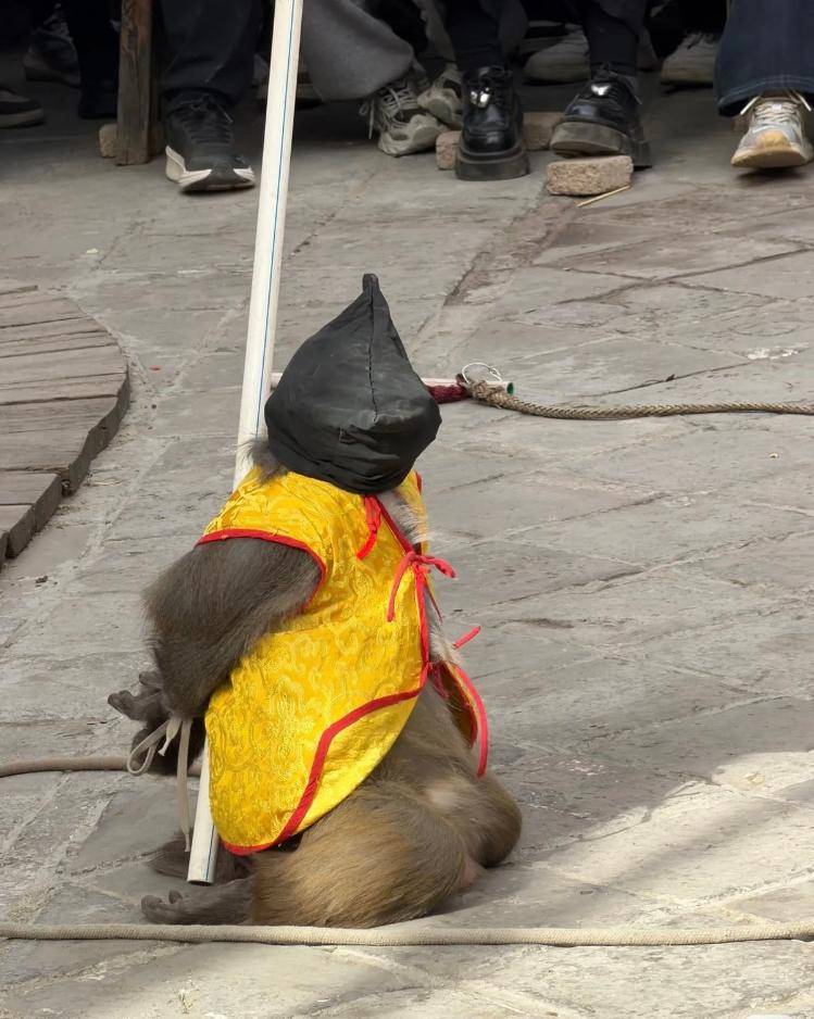 反绑跪地、黑布蒙头……石家庄一景区猴戏表演被指虐待动物，景区称已与合作方解约，当地文旅部门介入调查:八月瓜苗如何选择