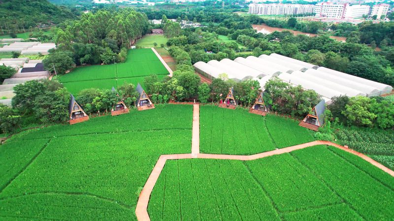 水稻种植保险投保：从政策到实操的全流程拆解