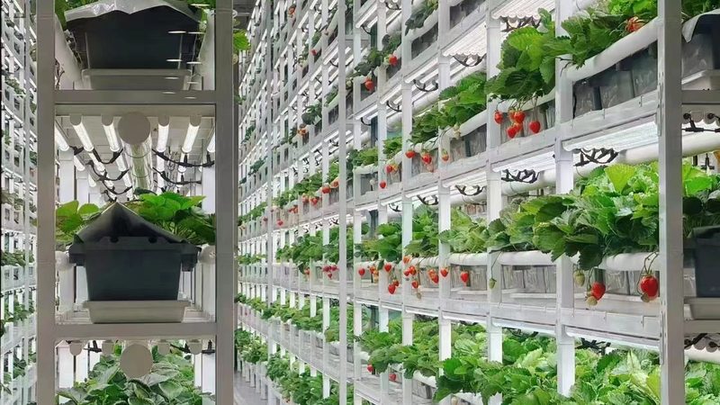 成都农业合作社加入指南：步骤与注意事项**